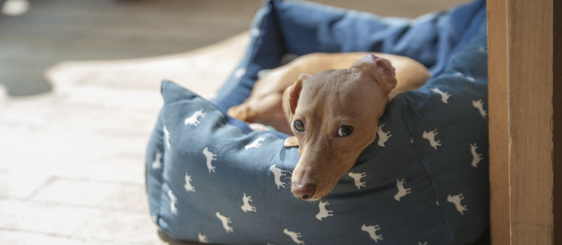 犬